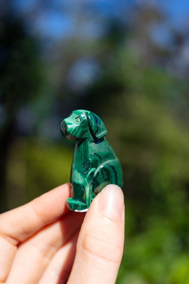 Malachite Dog
